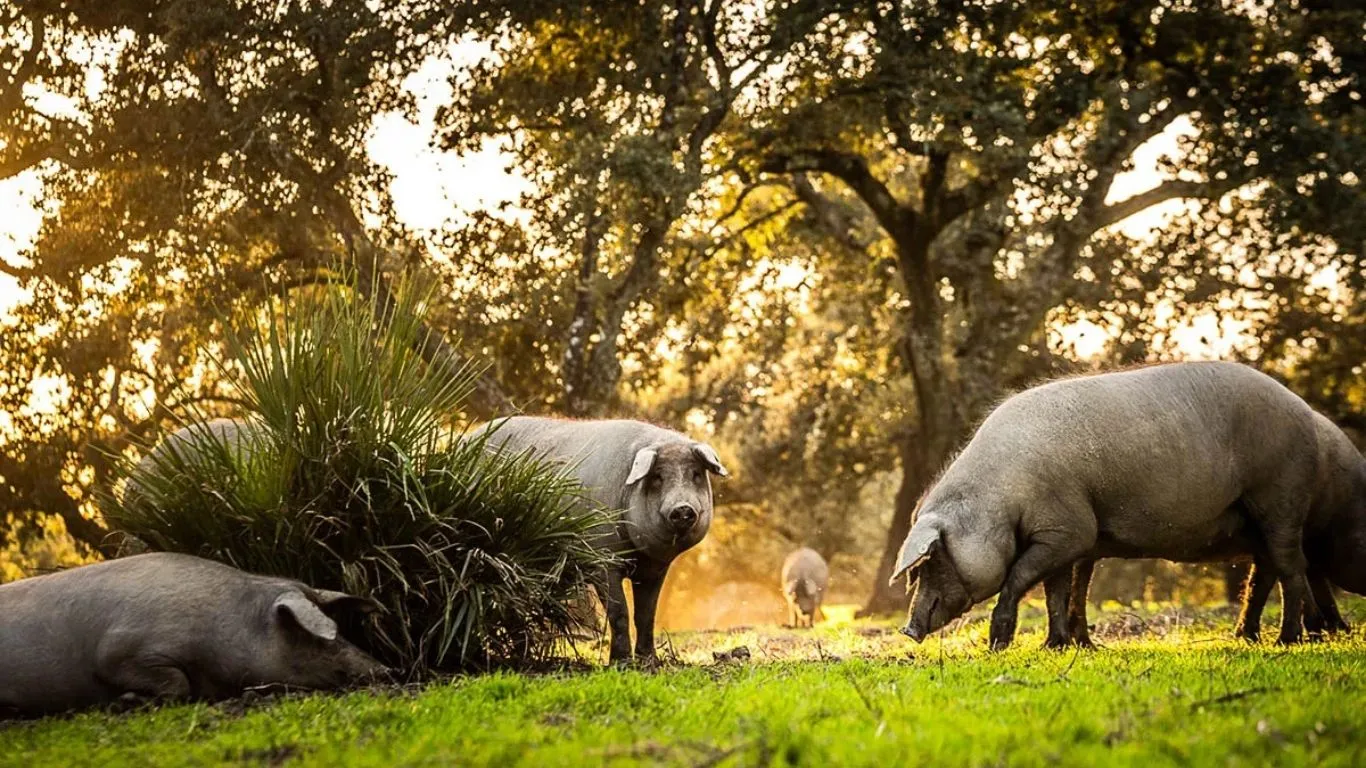 Ruta de sabores por la Sierra Norte: miel, vino y embutidos que no olvidarás