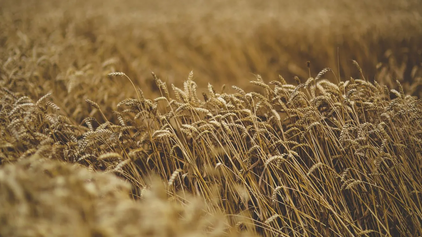 La Lonja de Cereales y Oleaginosas de Sevilla respalda las manifestaciones agrarias del 29 de enero